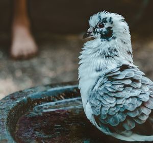 Close-up of bird perching outdoors