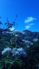 Close-up of plants against blue sky