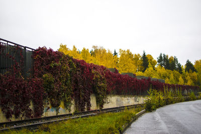 Road amidst trees against clear sky during autumn