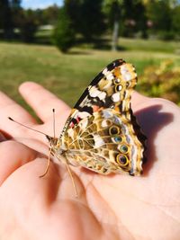 Close-up of butterfly on hand