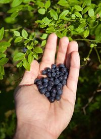 Picking or collecting fresh organic ripe blueberries on the bush with green leaves in summer