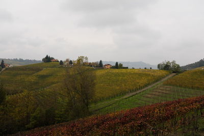 Autumn's vineyards from barolo