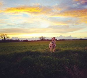Woman with dog walking on field against sky during sunset