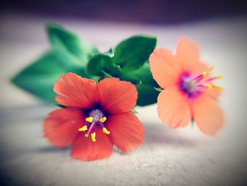 Close-up of red flowers