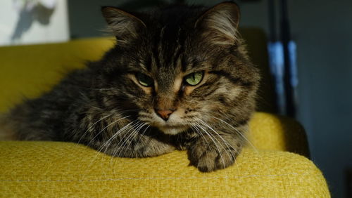 Close-up portrait of a cat