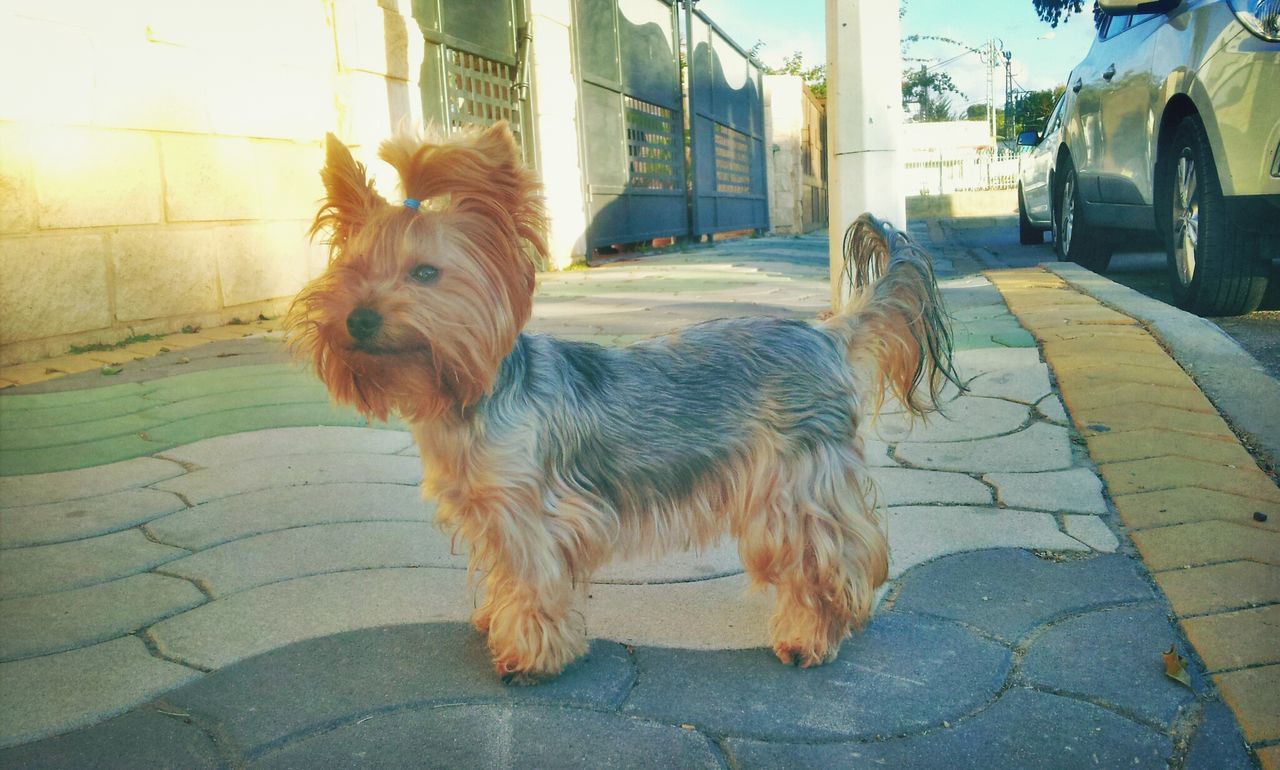 animal themes, domestic animals, one animal, mammal, pets, dog, street, building exterior, built structure, full length, sitting, sidewalk, outdoors, brown, sunlight, architecture, day, zoology, domestic cat, footpath