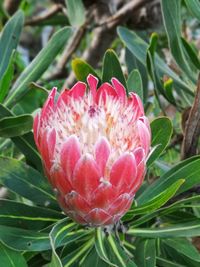 Close-up of pink flower