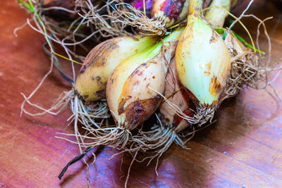 Close-up of dead plant on table