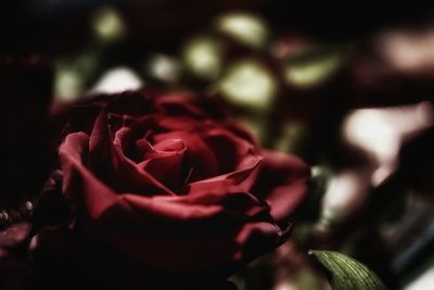 Close-up of rose blooming outdoors