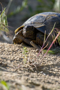 Close-up of turtle on field