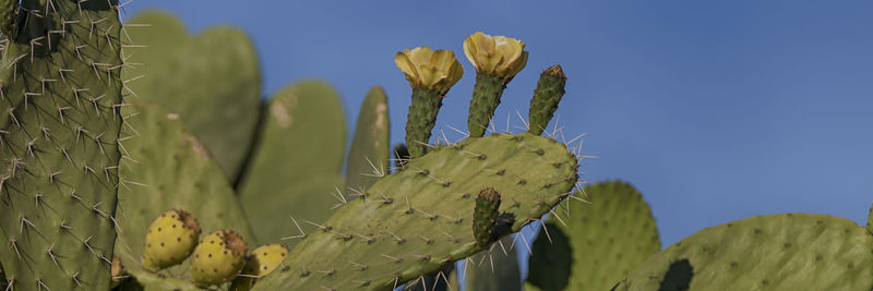 Close-up of succulent plant against blue sky