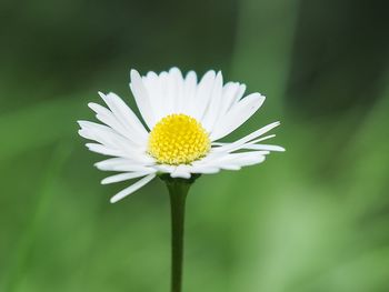 Close-up of white daisy flower