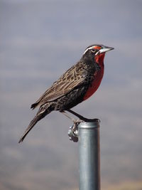 Close-up of bird perching against sky