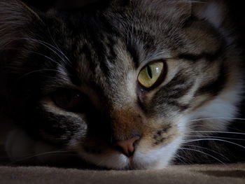 Close-up portrait of cat