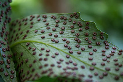 Close-up of green leaf