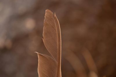 Close-up of flower against blurred background