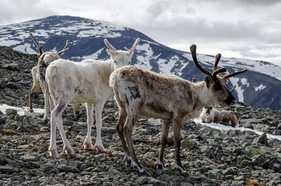 Two reindeers standing on top of the besseggen mountain