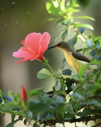 Close-up of a bird on flower