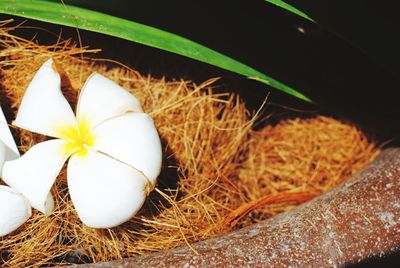 Close-up of white flowers