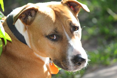 Close-up of dog looking away outdoors