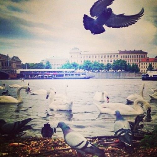bird, water, animals in the wild, animal themes, wildlife, flock of birds, flying, seagull, building exterior, built structure, architecture, sky, sea, city, river, spread wings, medium group of animals, nature, pigeon