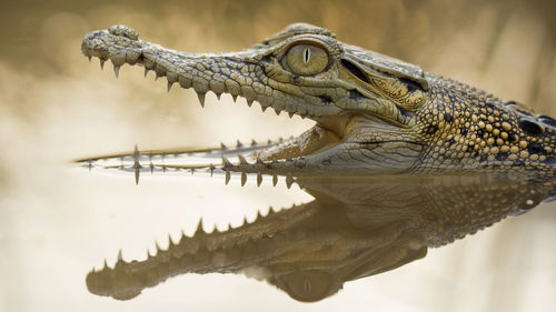 Close-up of alligator in pond
