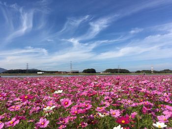 Pink flowering plants on field against sky