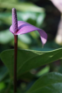 Close-up of purple flower