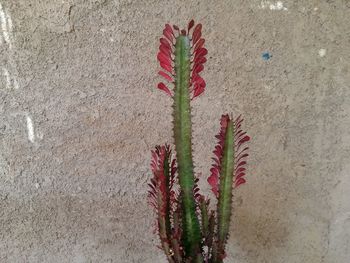 Close-up of cactus plant