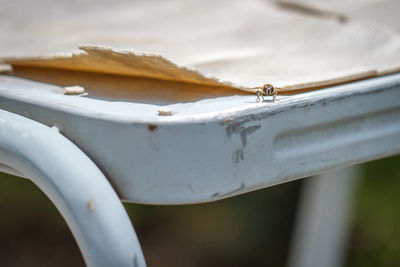 Housefly on chair