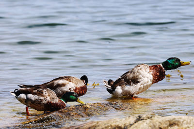 Ducks swimming in lake