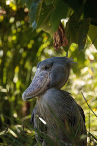 African shoebill stork balaeniceps rex is found in africa in swamps from sudan to zambia.