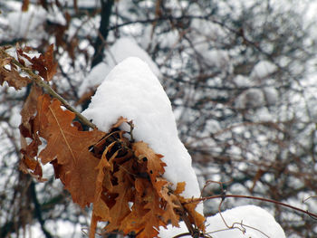 Close-up of snow covered tree