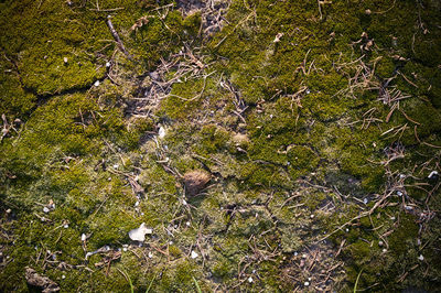 High angle view of plants growing on land