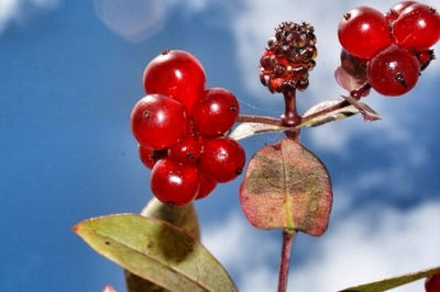 Close-up of cherries on tree