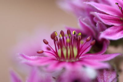 Close-up of pink flowering plant