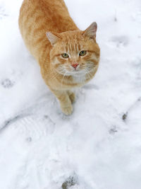 Portrait of cat on snow covered landscape