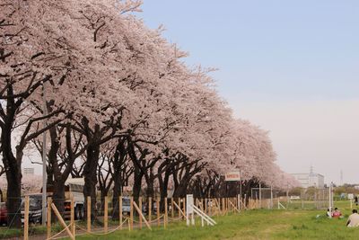 Trees growing on field