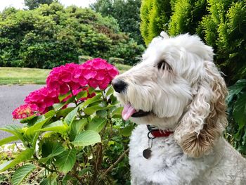 Close-up of dog with flowers against trees