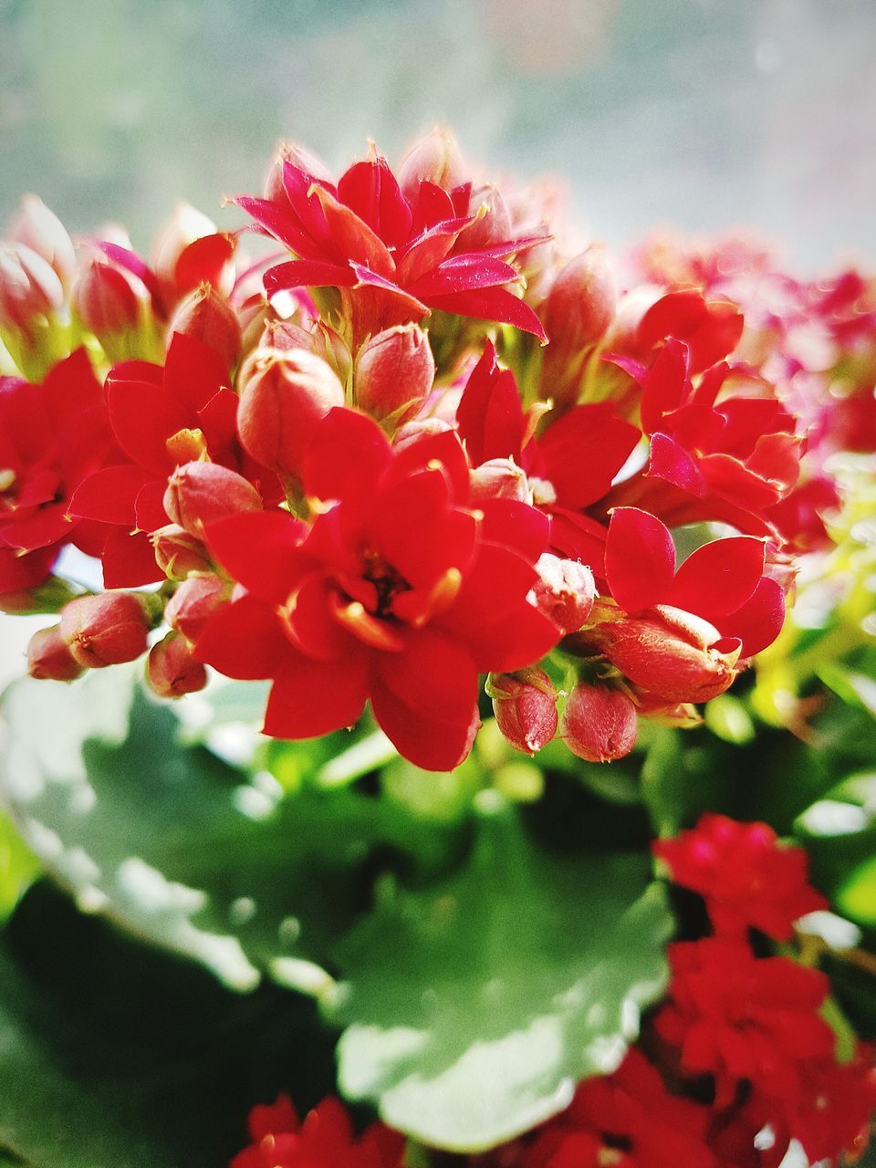 CLOSE-UP OF RED FLOWERING PLANTS IN PARK