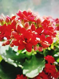 Close-up of red flowering plant