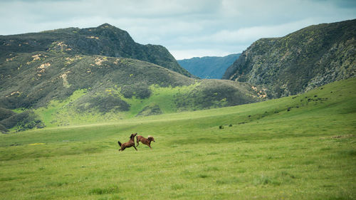 Horses in a field