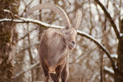 Close-up of billy goat