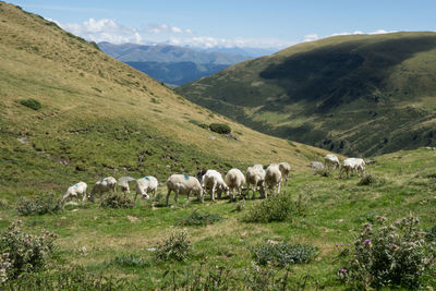 Sheep in mountain - pyrenees