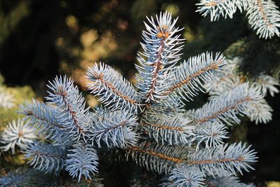 Close-up of pine tree during winter