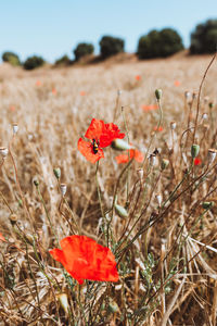 Close-up of red poppy flowers on field