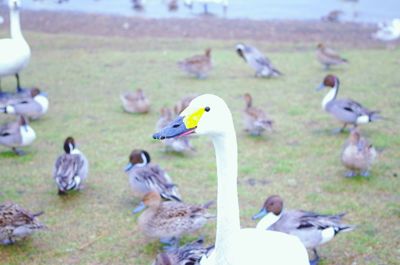 Flock of birds on field