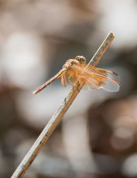 Close-up of dragonfly on twig