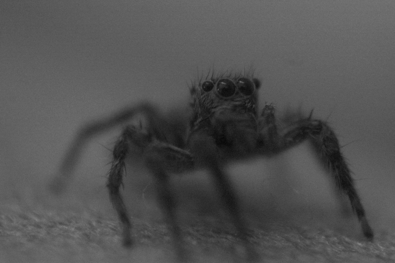 CLOSE-UP OF SPIDER ON FLOOR
