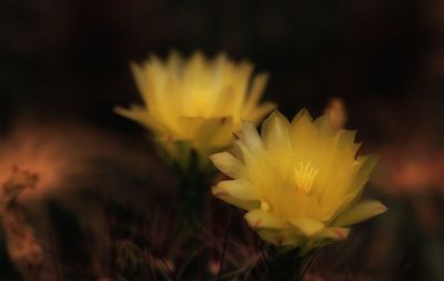 Close-up of yellow flower blooming outdoors